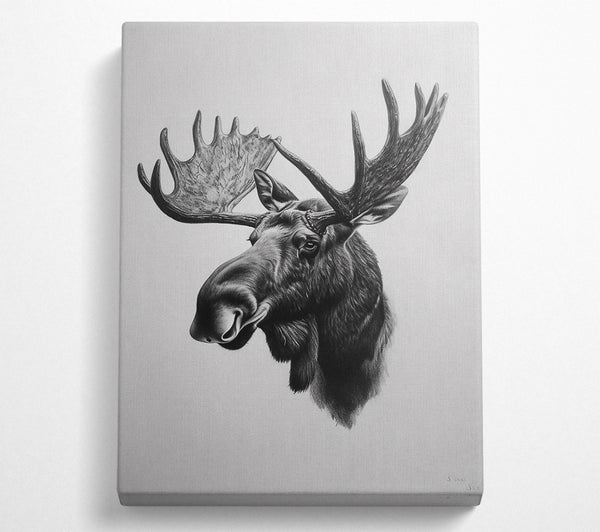 Black & White Moose Portrait