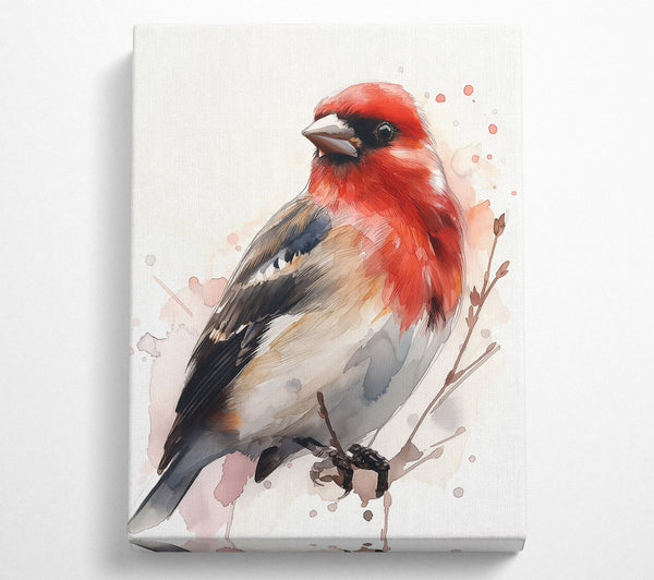 Crimson Watercolor Bird