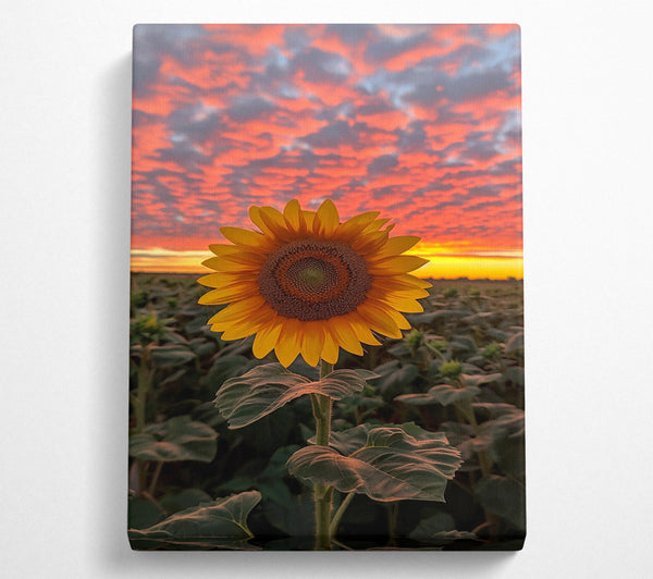 Golden Sunset Sunflower