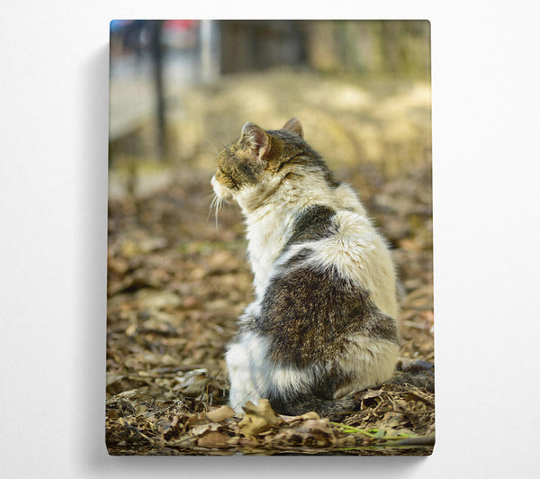 White Tabby Sitting