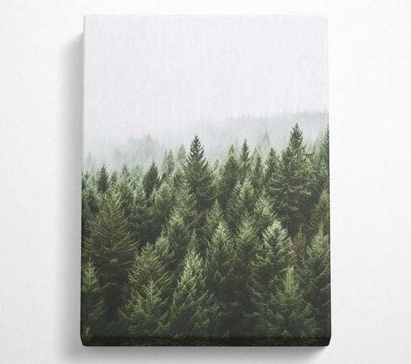 Greyish Sky Forest