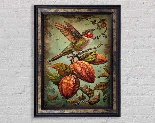 Humming Bird Cocoa Fruit