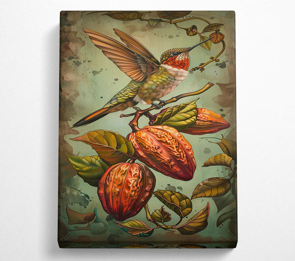 Humming Bird Cocoa Fruit