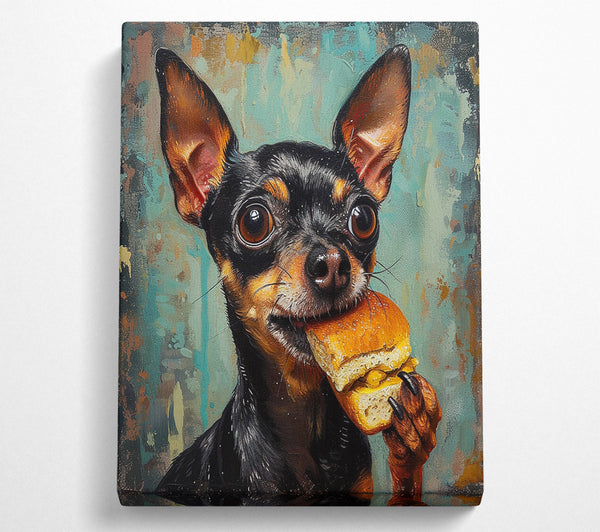 Hungry Chihuahua