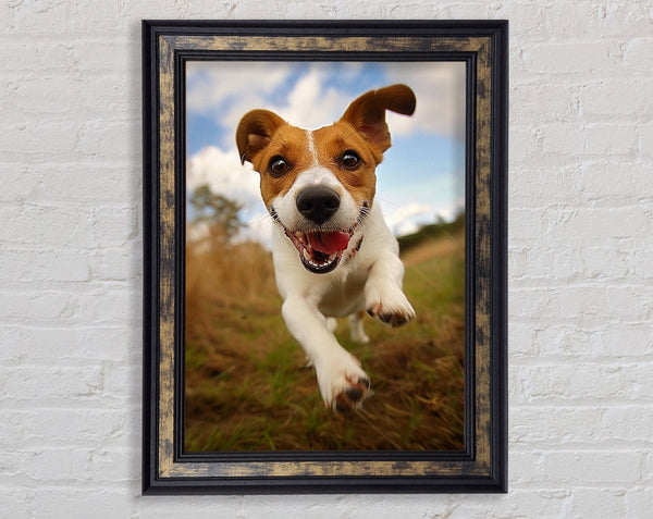 Jack Russell Jump