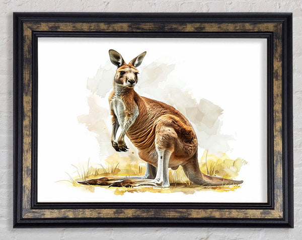 Kangaroo