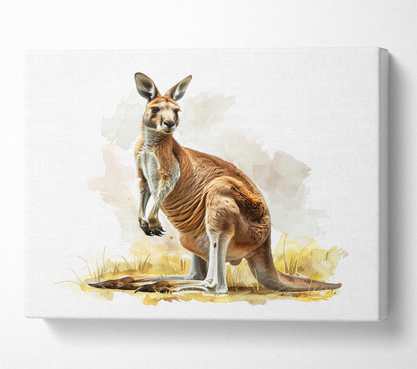 Kangaroo