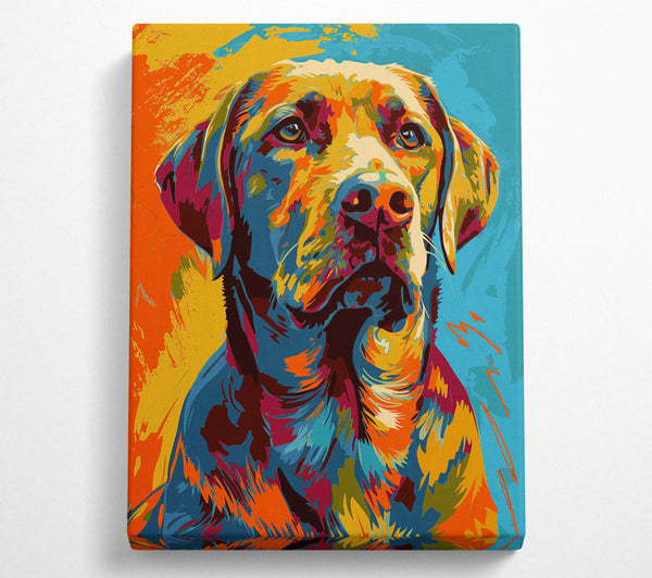 Labrador Colourful