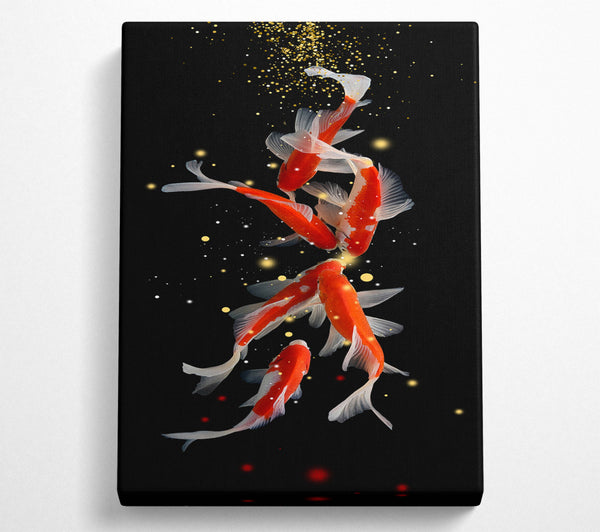 Midnight Black Koi Fish