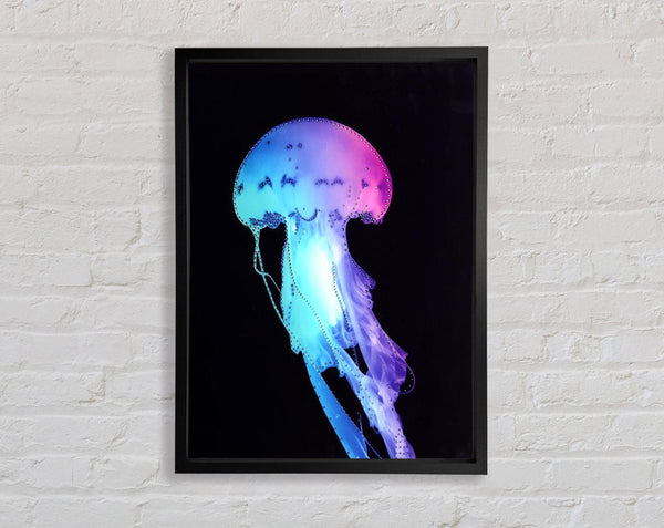 Rainbow Jellyfish