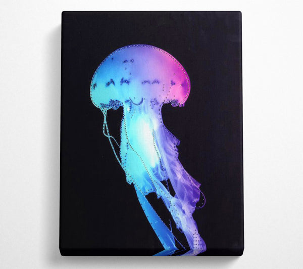 Rainbow Jellyfish