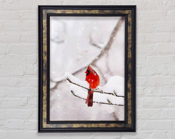 Red Cardinal Snowy