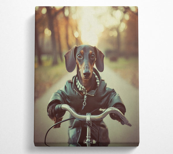 Sausage Dog Riding Bike