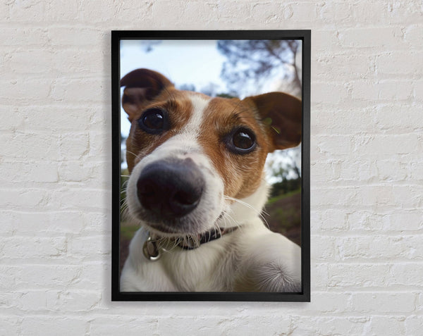 Selfie Jack Russell