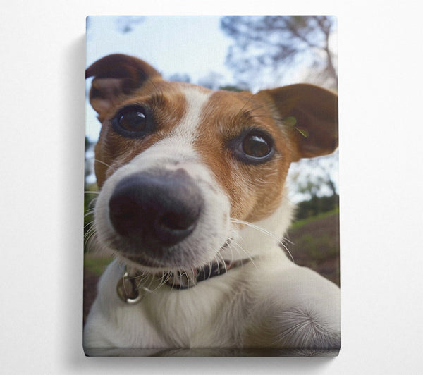 Selfie Jack Russell