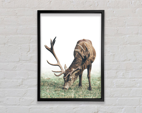 Stag Eating Grass