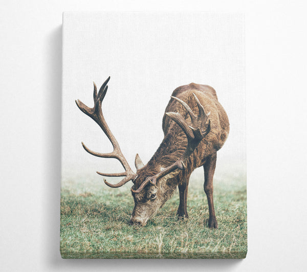 Stag Eating Grass