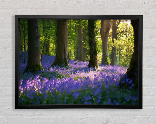 Tranquil Bluebells