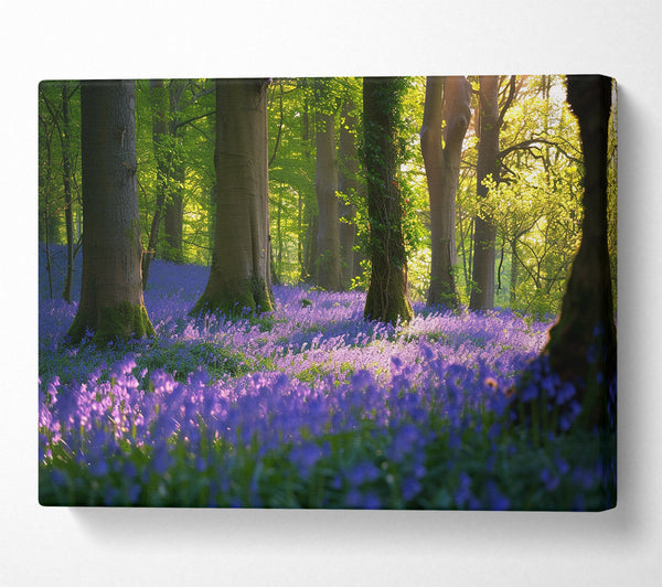 Tranquil Bluebells