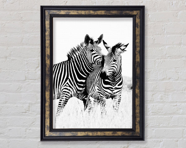 Two Zebras Together