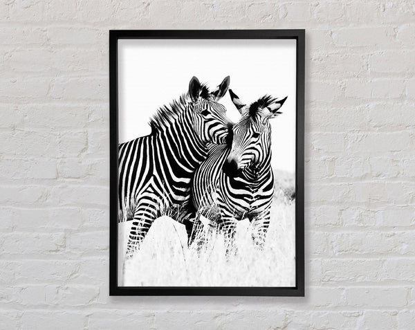 Two Zebras Together