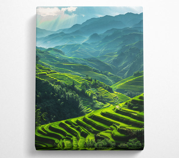 Rice Terraces