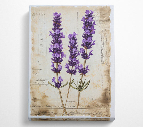 Lavender Botanical Study