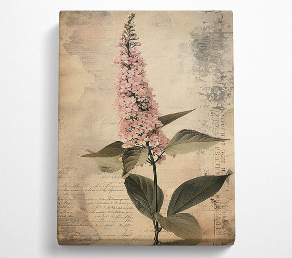 Vintage Botanical Study