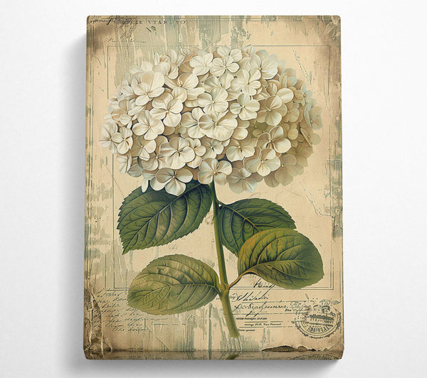 Vintage White Hydrangea