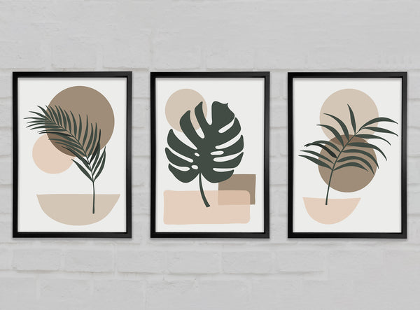 Mid Century Plants