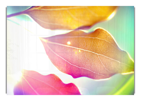 Colored Leaves 9