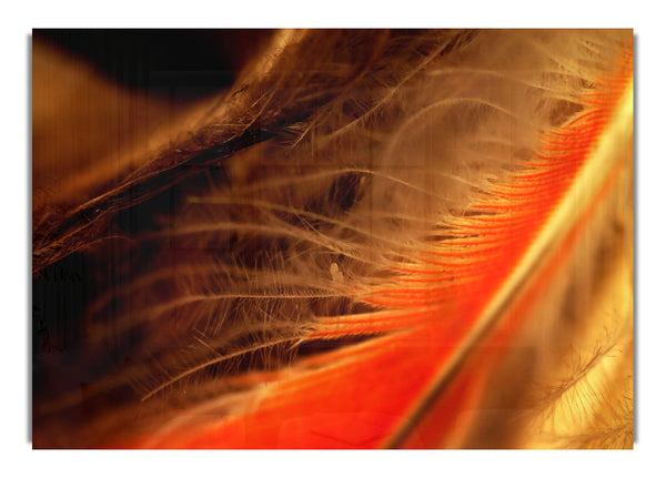 Orange Feather Macro