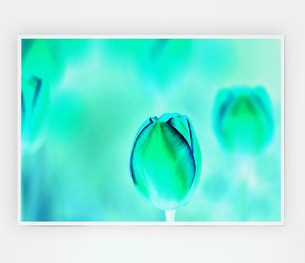 Turquoise Tulip Print Poster Wall Art