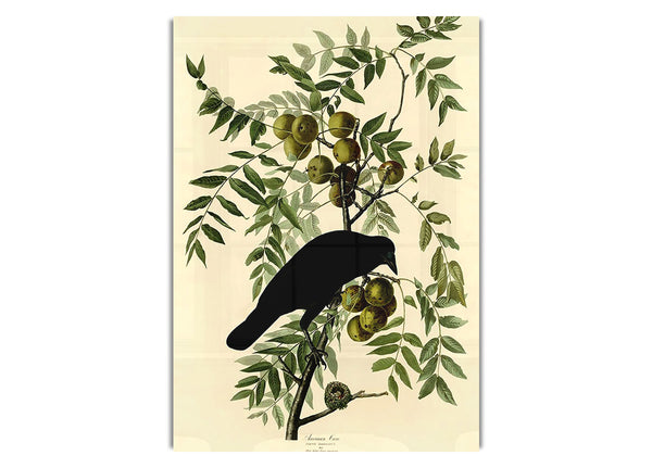 Audubon  American Crow   Plate 156