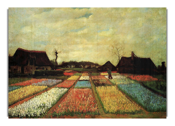 Bulb Fields By Van Gogh