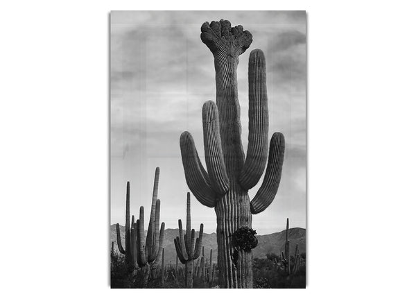 Cactus In Saguaro National Monument 2 In Arizona By Ansel Adams