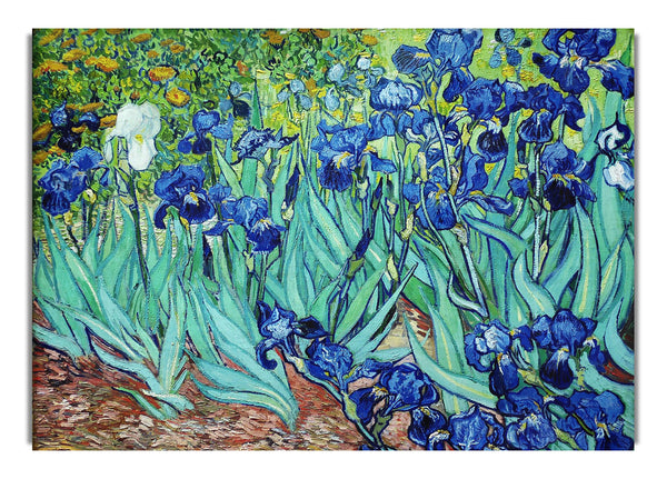 Irises By Van Gogh