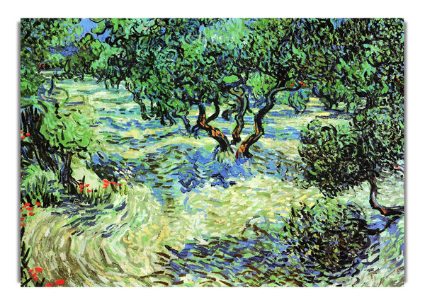 Olive Grove By Van Gogha