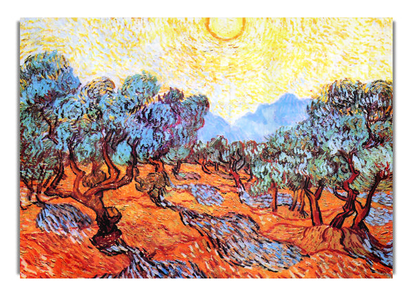 Olive Grove By Van Goghb