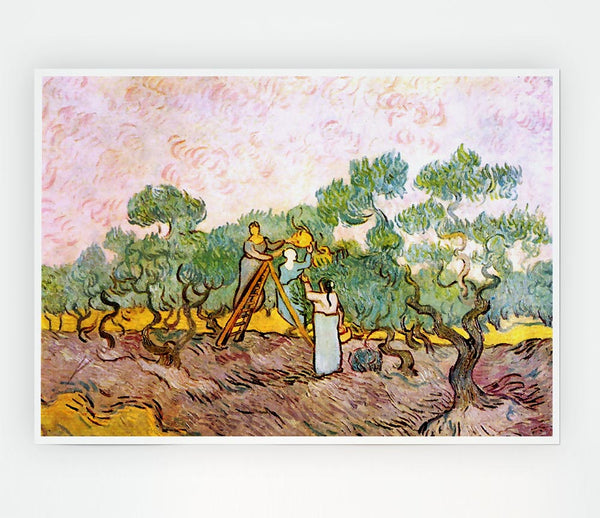 Van Gogh Olive Pickers Print Poster Wall Art