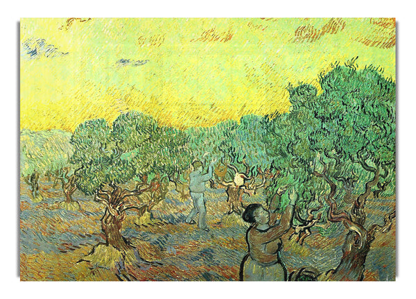 Olive Pickers In A Grove By Van Gogh