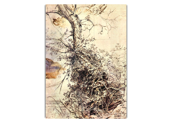 Study Of Tree By Rubens