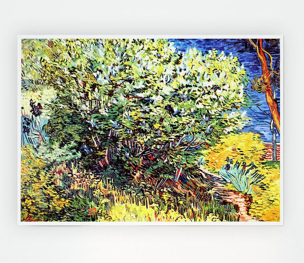 Van Gogh The Bush Print Poster Wall Art