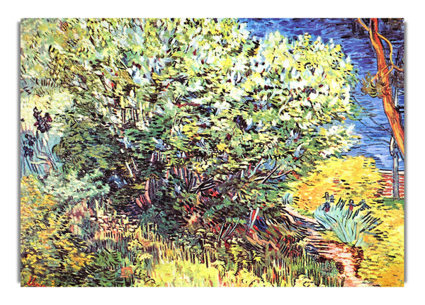 The Bush By Van Gogh