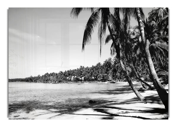 Beach Palms B~w