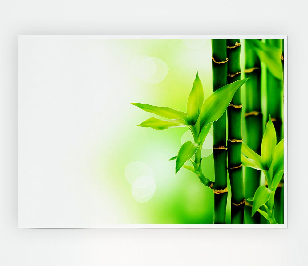 Bamboo Perfection Print Poster Wall Art