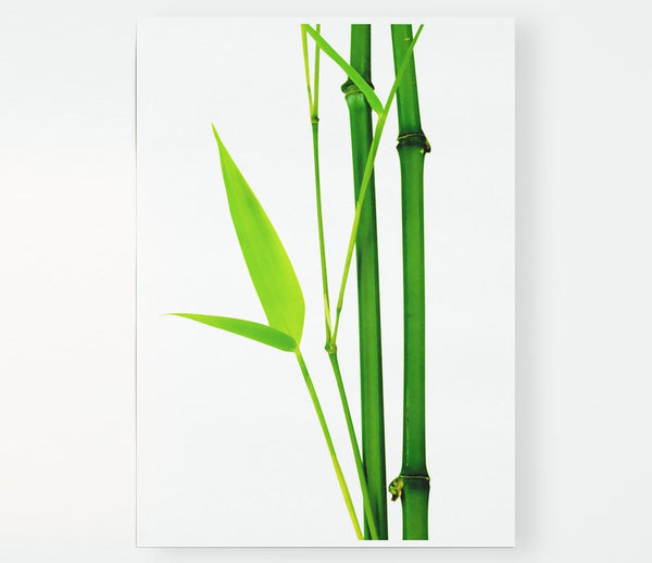 Bamboo Cane Print Poster Wall Art