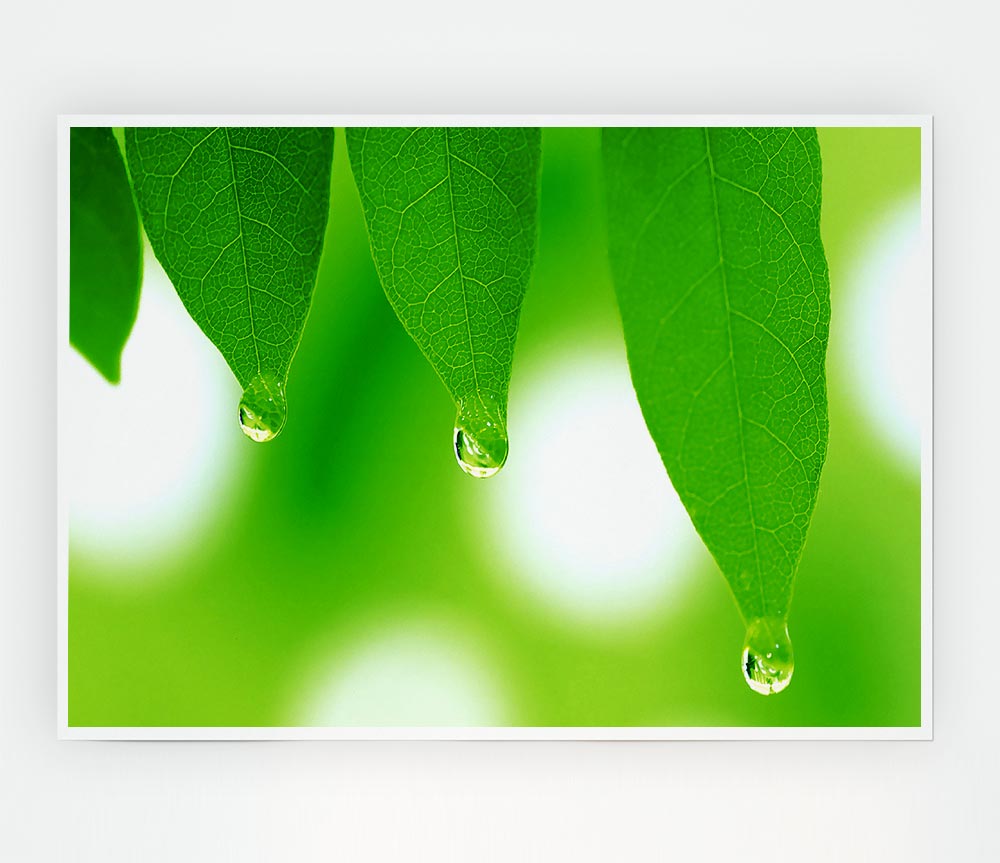 Tree Leaves With Dew Print Poster Wall Art