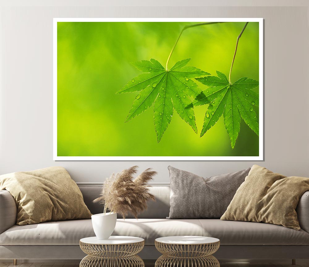 Branch With Greendewsdrop Leaves Print Poster Wall Art