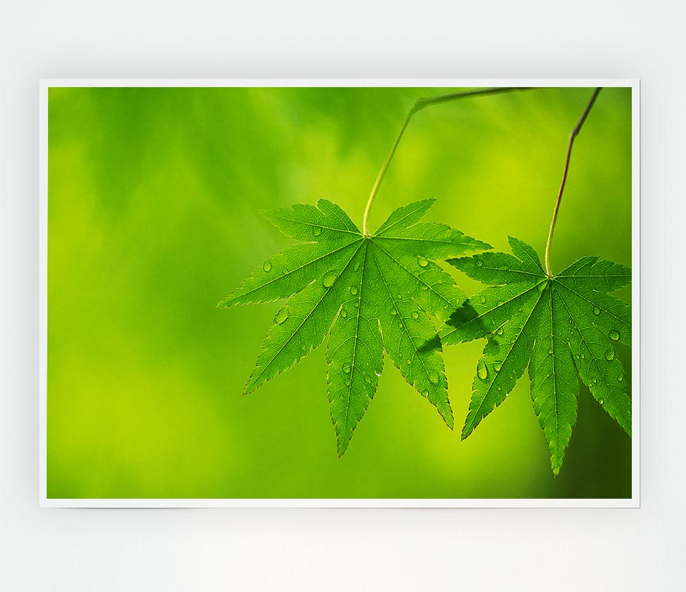 Branch With Greendewsdrop Leaves Print Poster Wall Art